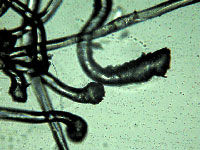 Zugbruch Polyamid Mikroskop